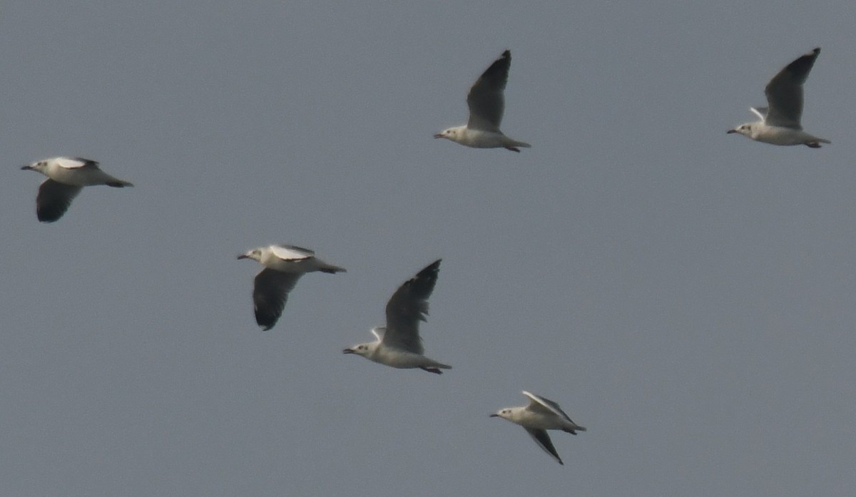 gull sp. - ML646103878