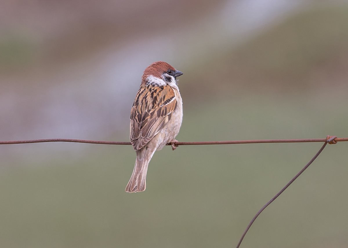 Eurasian Tree Sparrow - ML646103880