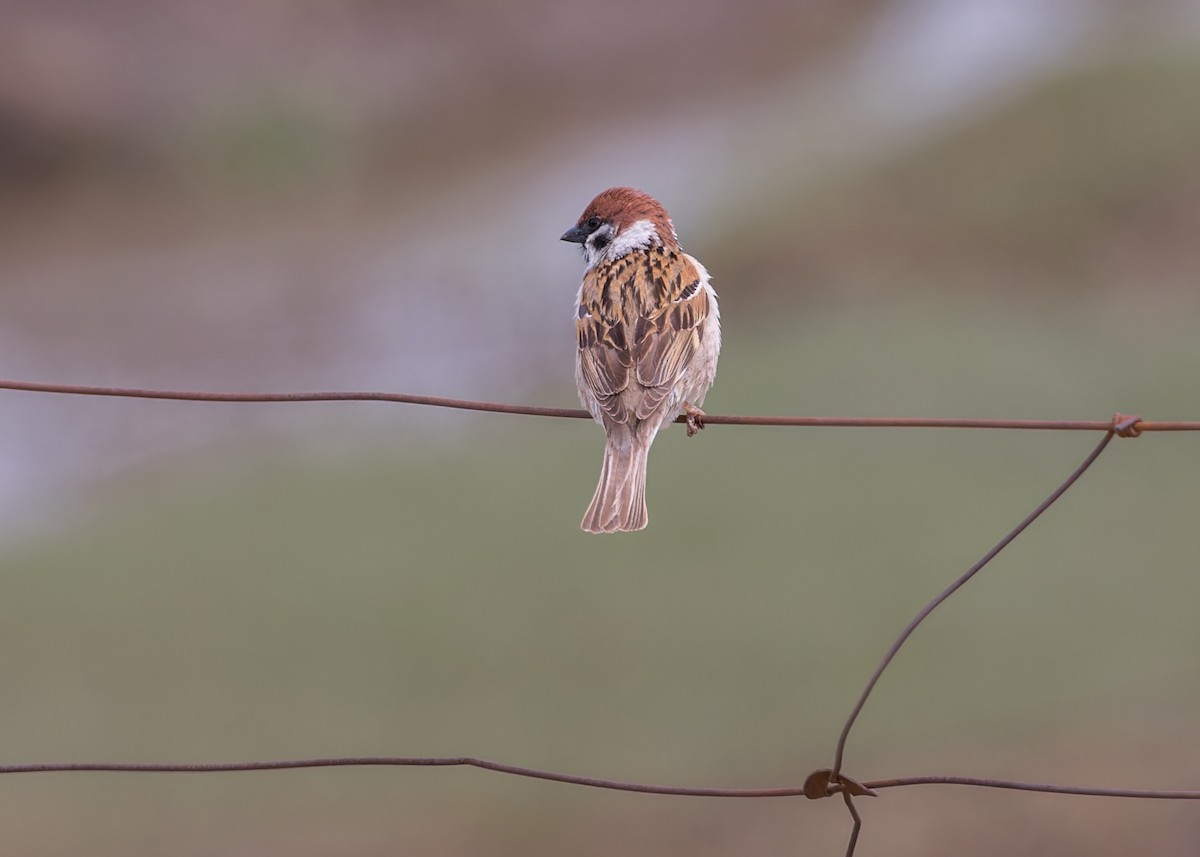 Eurasian Tree Sparrow - ML646103881