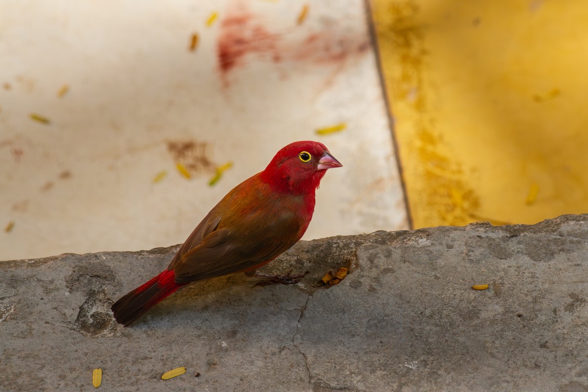 Red-billed Firefinch - ML646103883