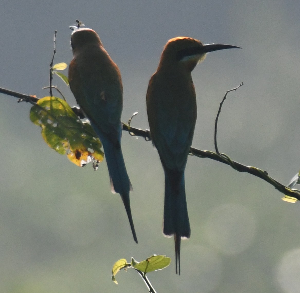 Blue-tailed Bee-eater - ML646103884