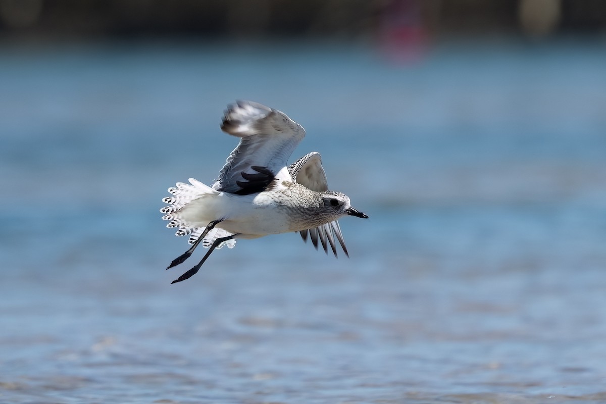 Pivieressa - ML646103885