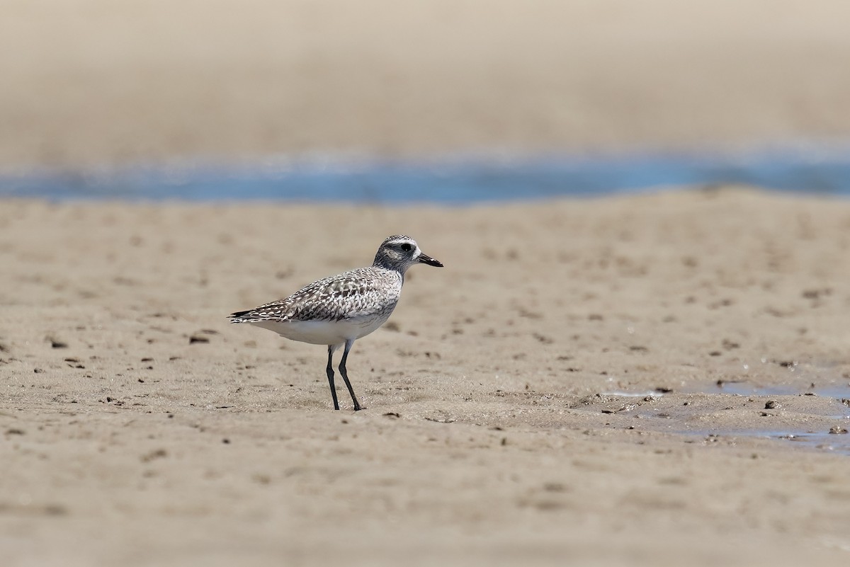 Pivieressa - ML646103886