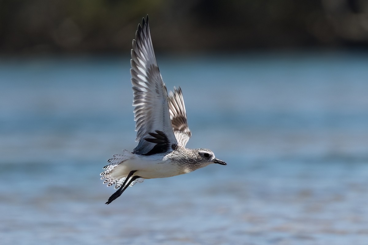 Pivieressa - ML646103887