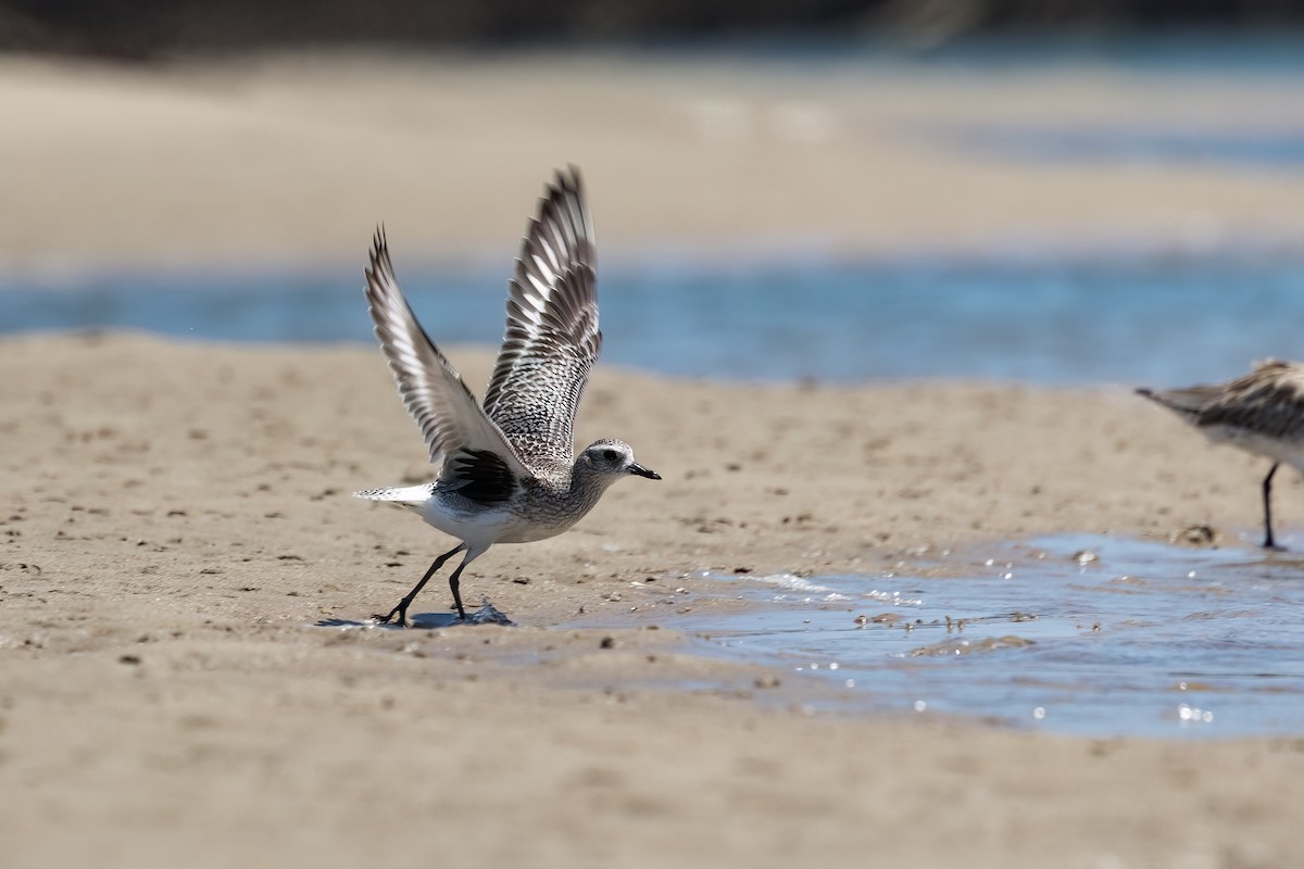 Pivieressa - ML646103888