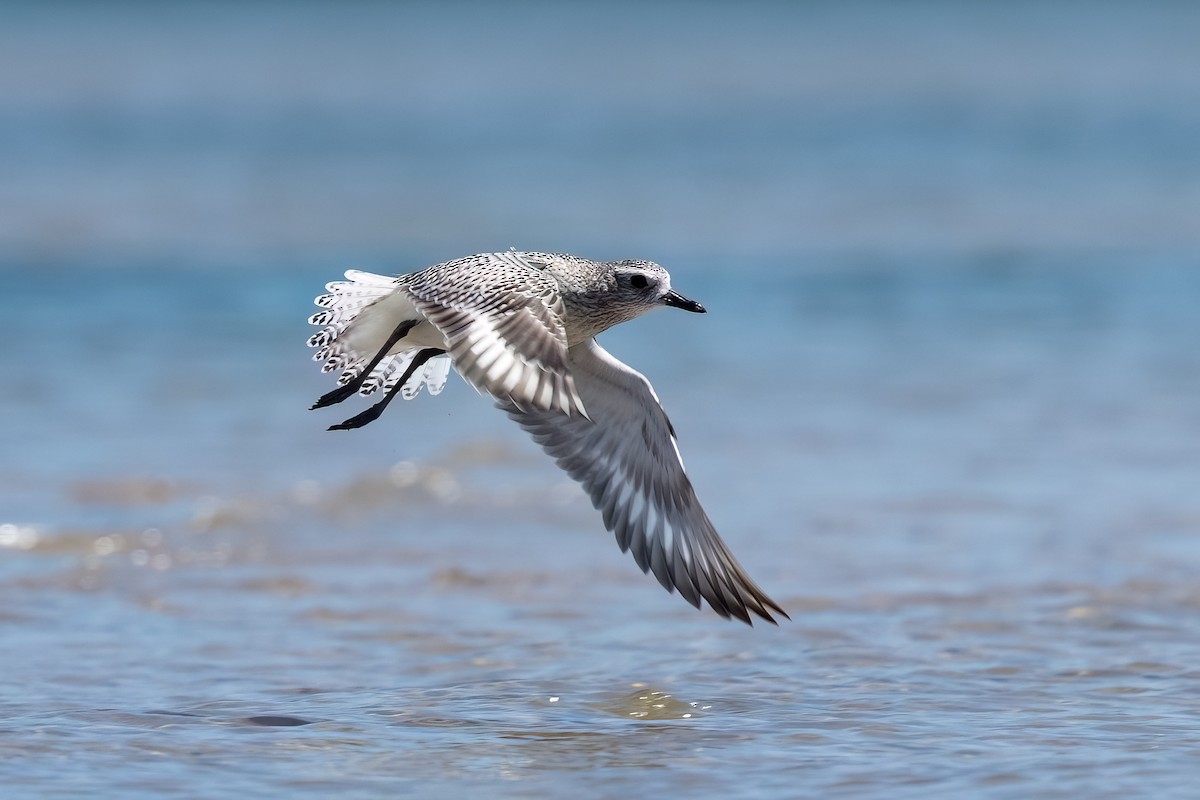 Pivieressa - ML646103889