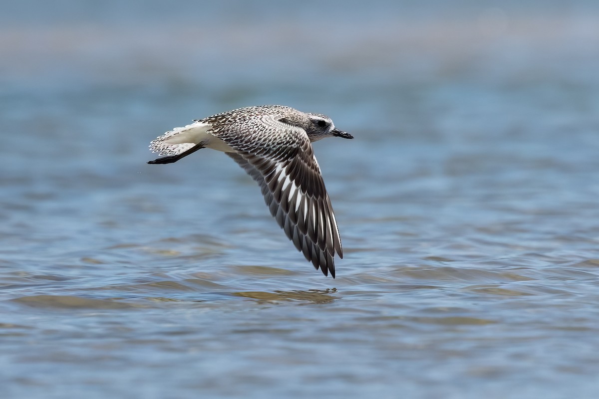 Pivieressa - ML646103890