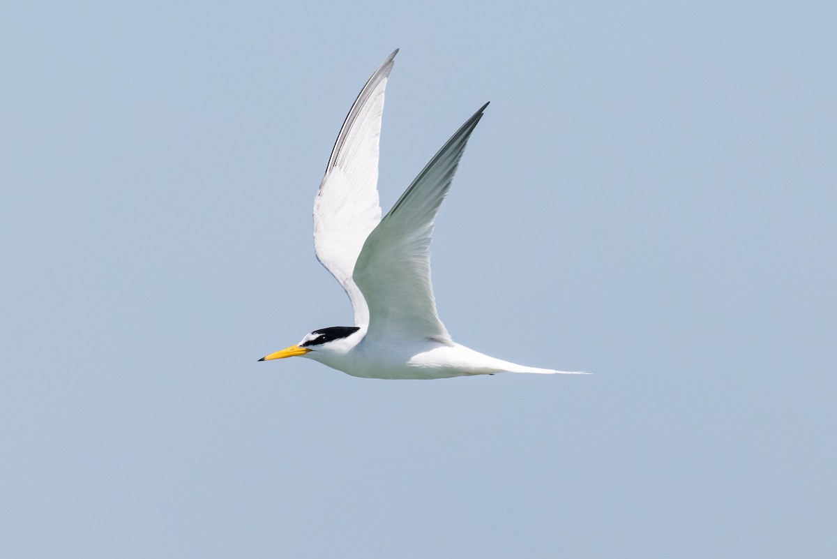 Fraticello - ML646103893