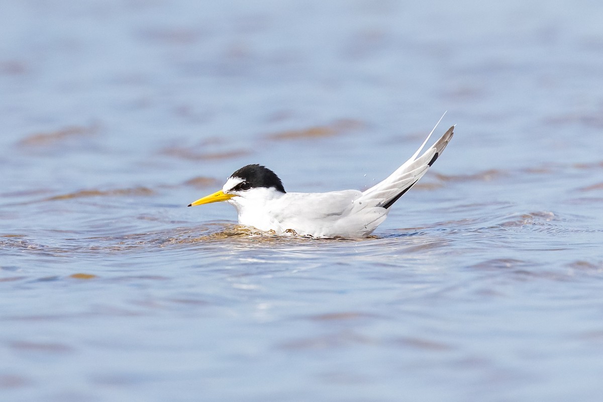 Fraticello - ML646103894