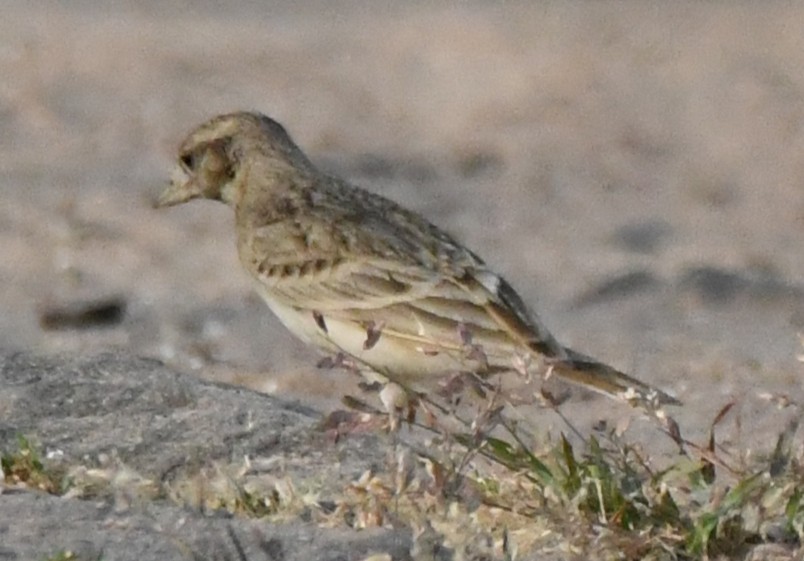 Mongolian Short-toed Lark - ML646103895