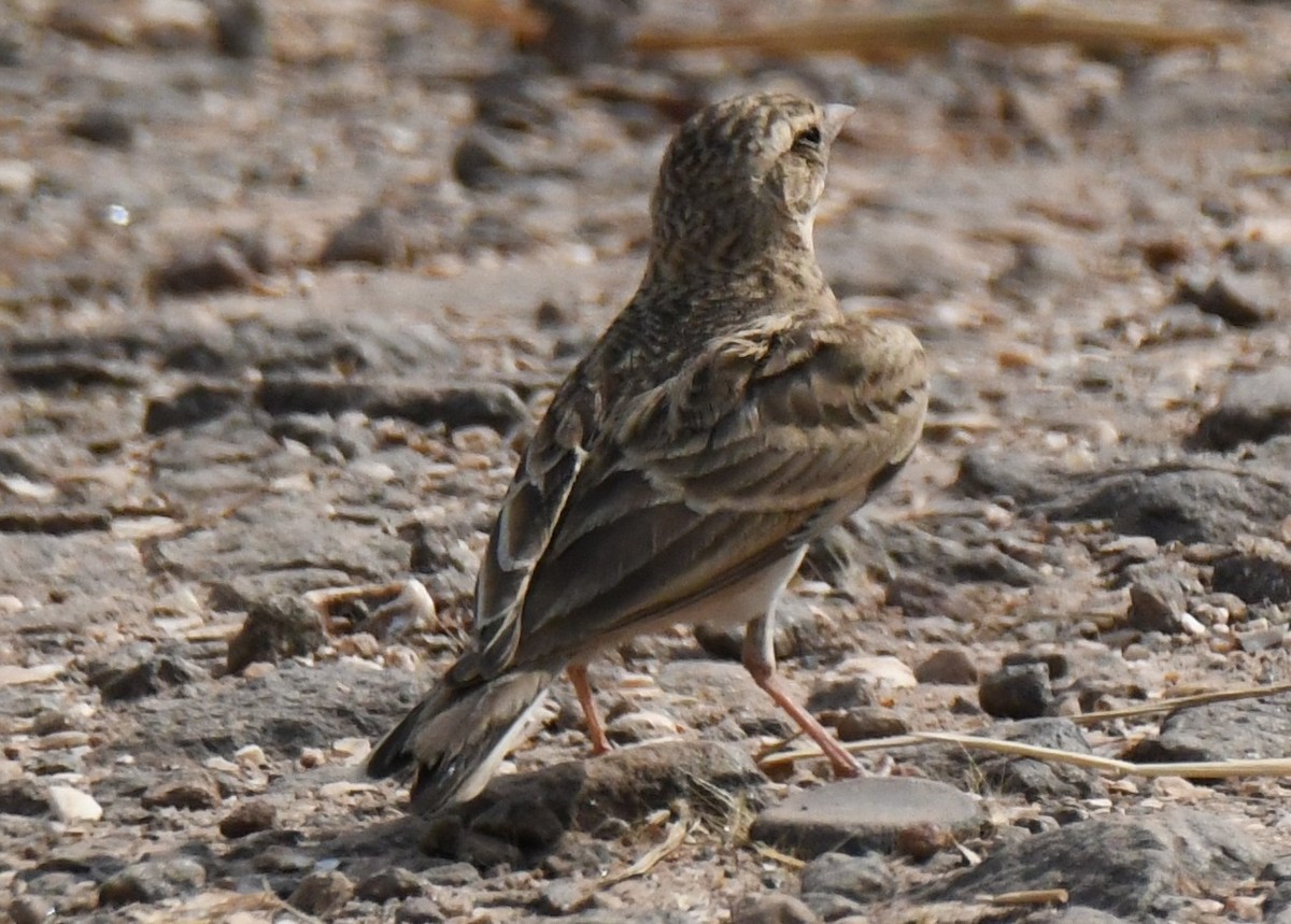 Mongolian Short-toed Lark - ML646103896