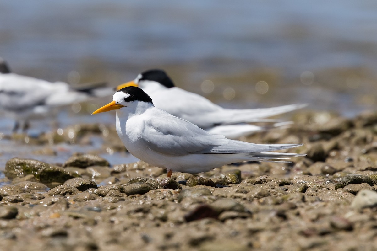 Australian Fairy Tern - ML646103897