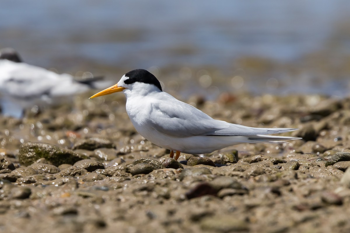Australian Fairy Tern - ML646103898