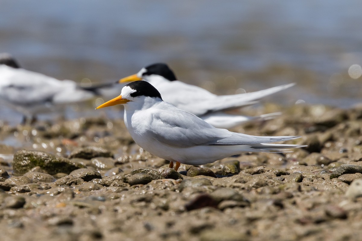 Australian Fairy Tern - ML646103899