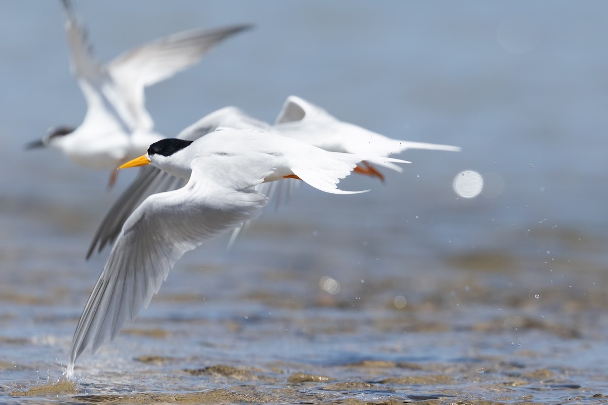 Australian Fairy Tern - ML646103900