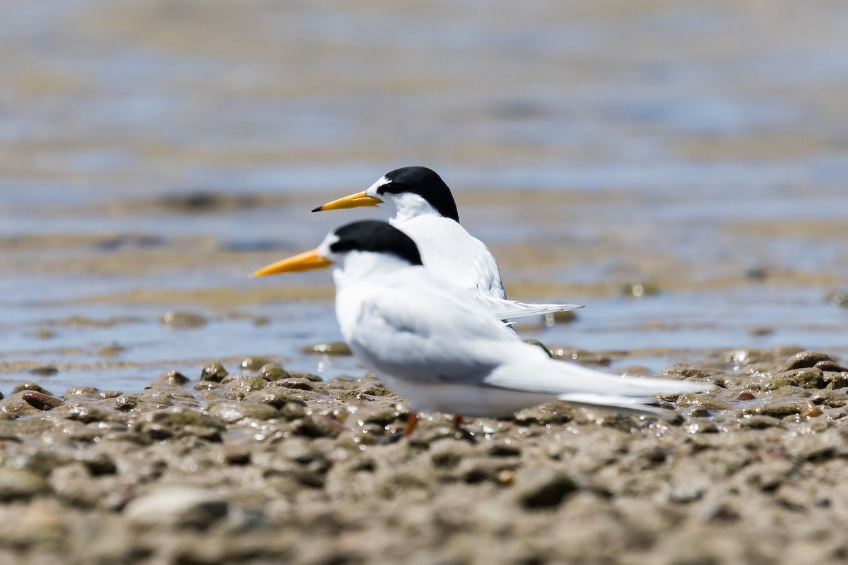 Little x Australian Fairy Tern (hybrid) - ML646103901