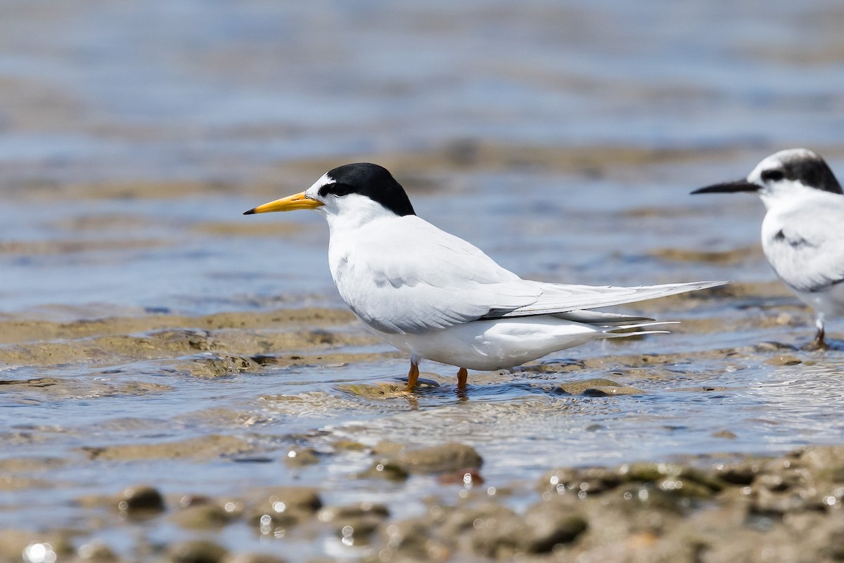 Little x Australian Fairy Tern (hybrid) - ML646103902