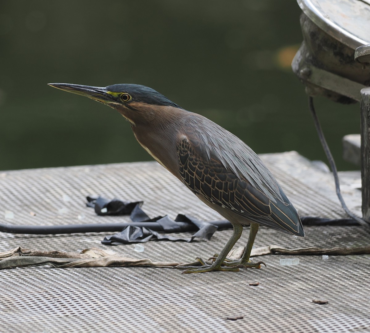 綠簑鷺 - ML646103904