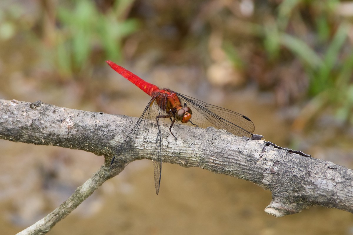 Orange Skimmer - ML646103920