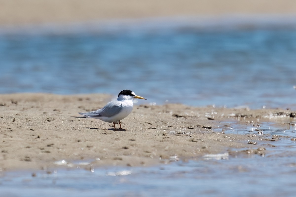 Little x Australian Fairy Tern (hybrid) - ML646103922