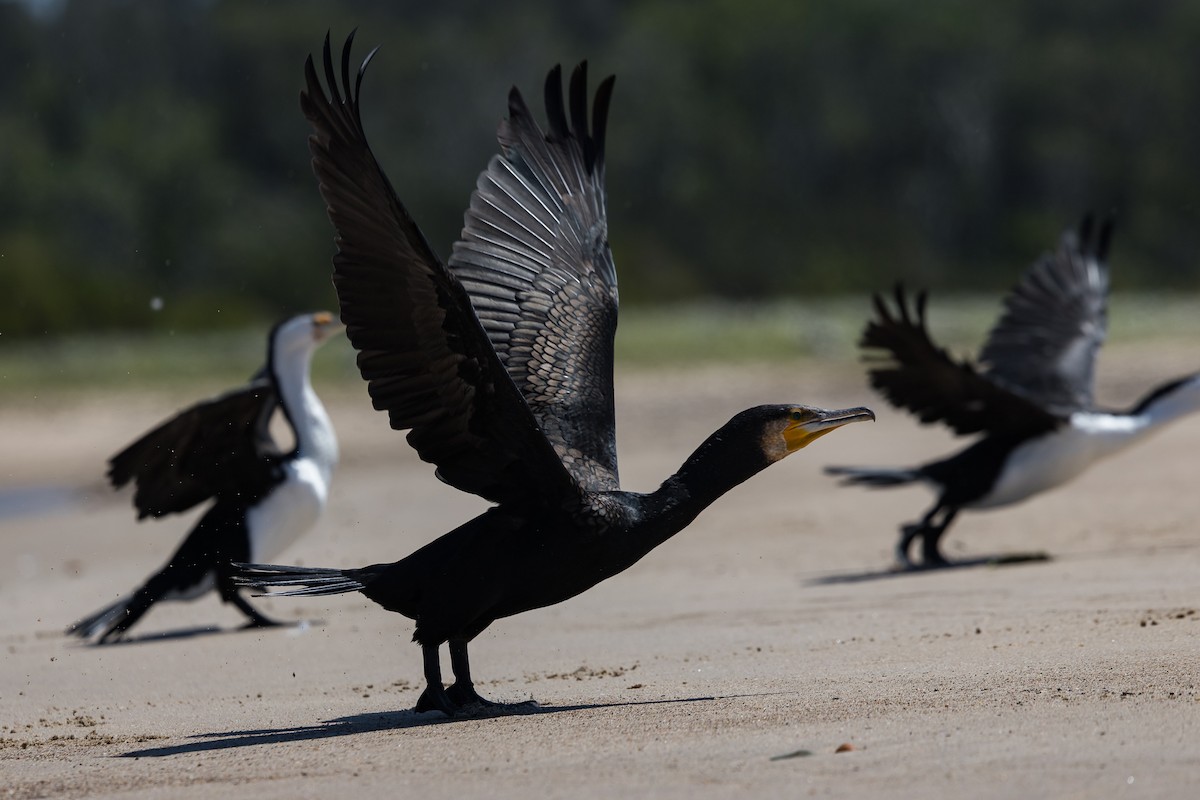 Great Cormorant - ML646103927