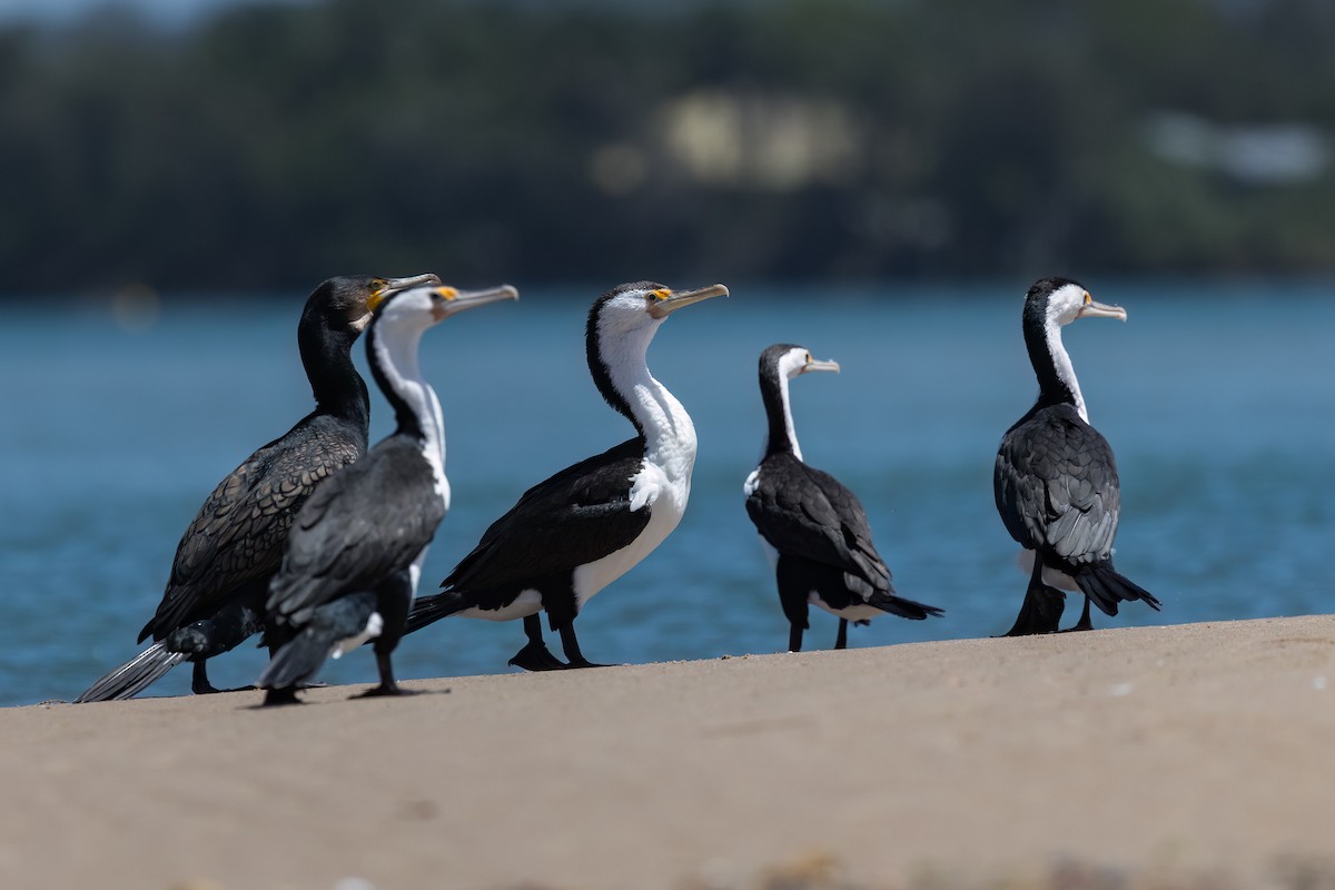 Pied Cormorant - ML646103928