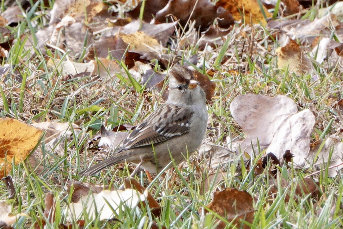 White-crowned Sparrow - ML646103932