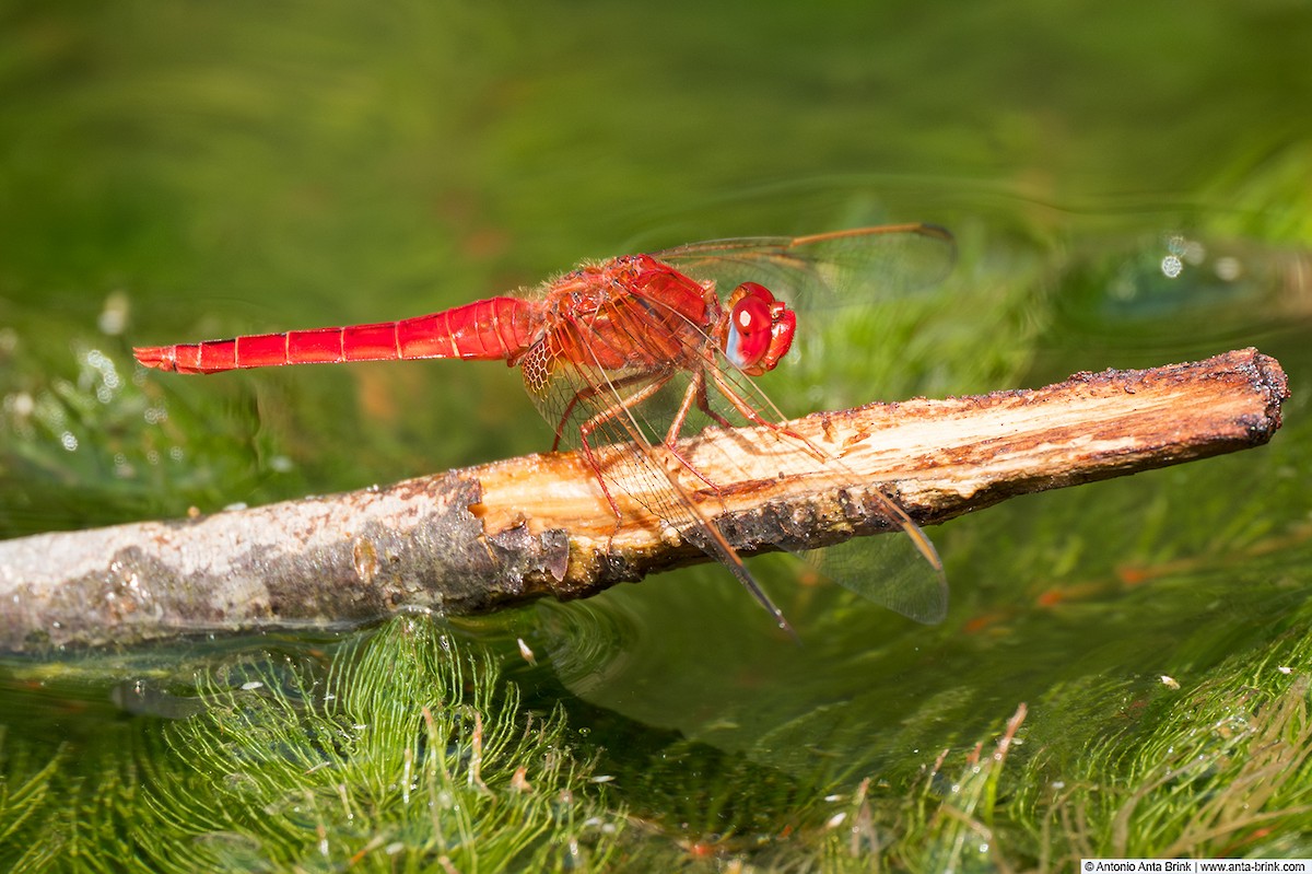 Broad Scarlet - ML646103938