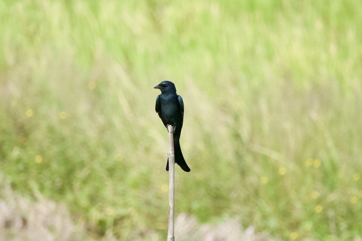 Black Drongo - ML646103942
