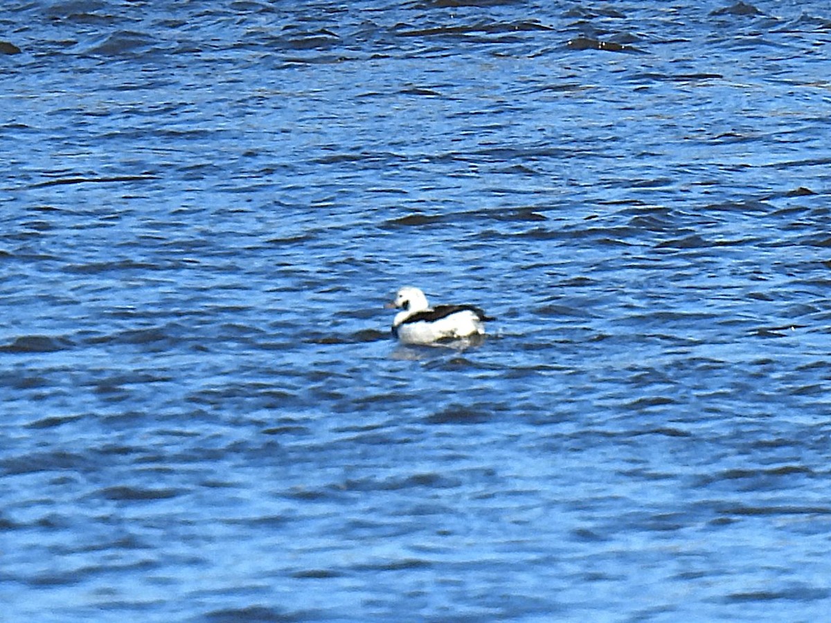 Long-tailed Duck - ML646103943