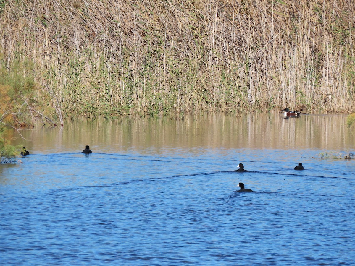 Northern Shoveler - ML646103944