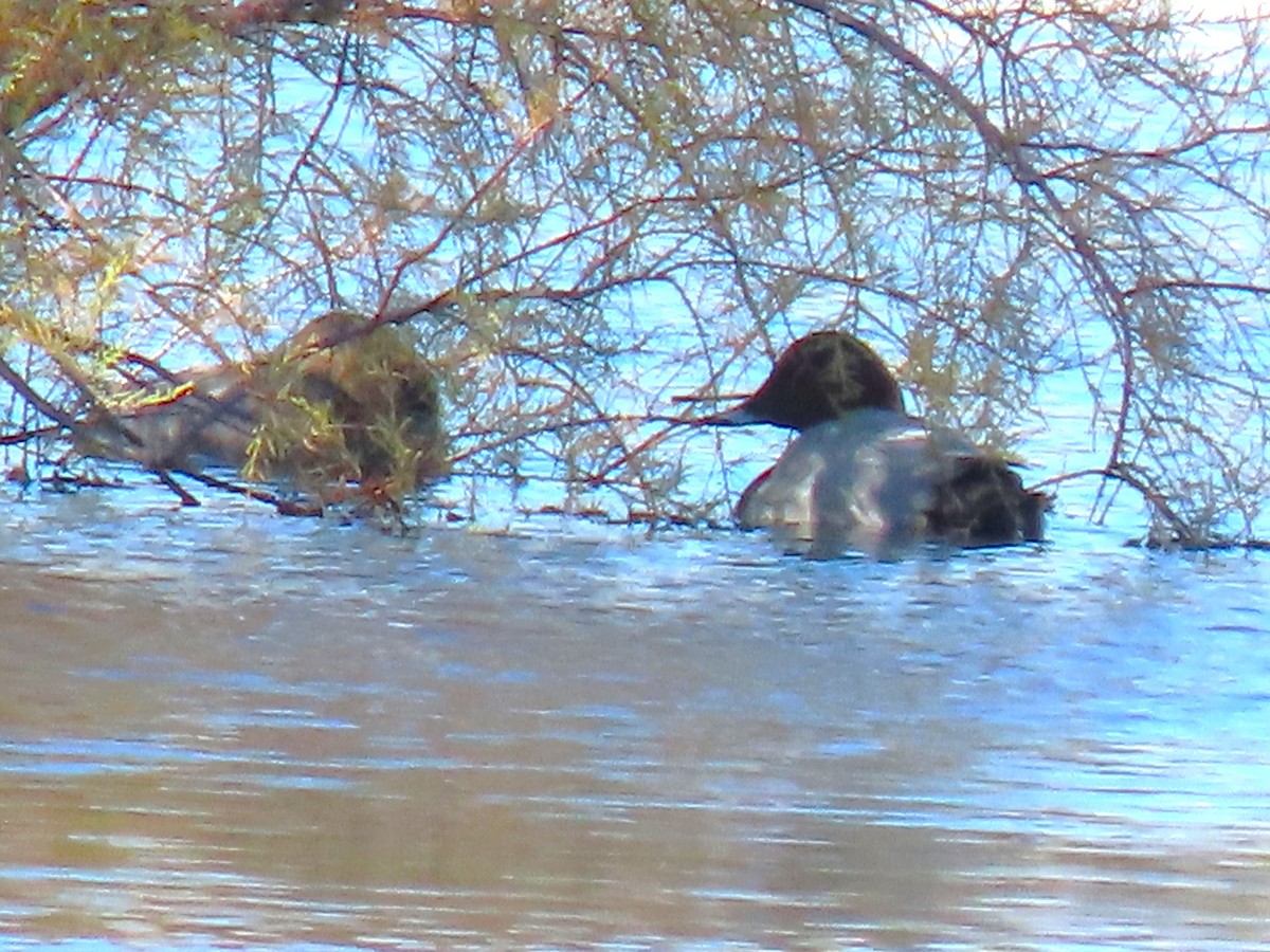 Common Pochard - ML646103945