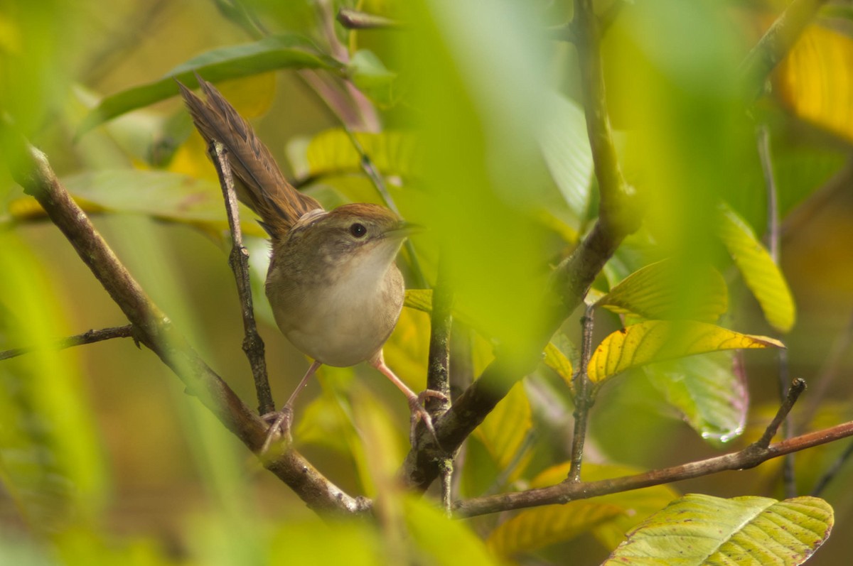 ズアカオオセッカ - ML646103946