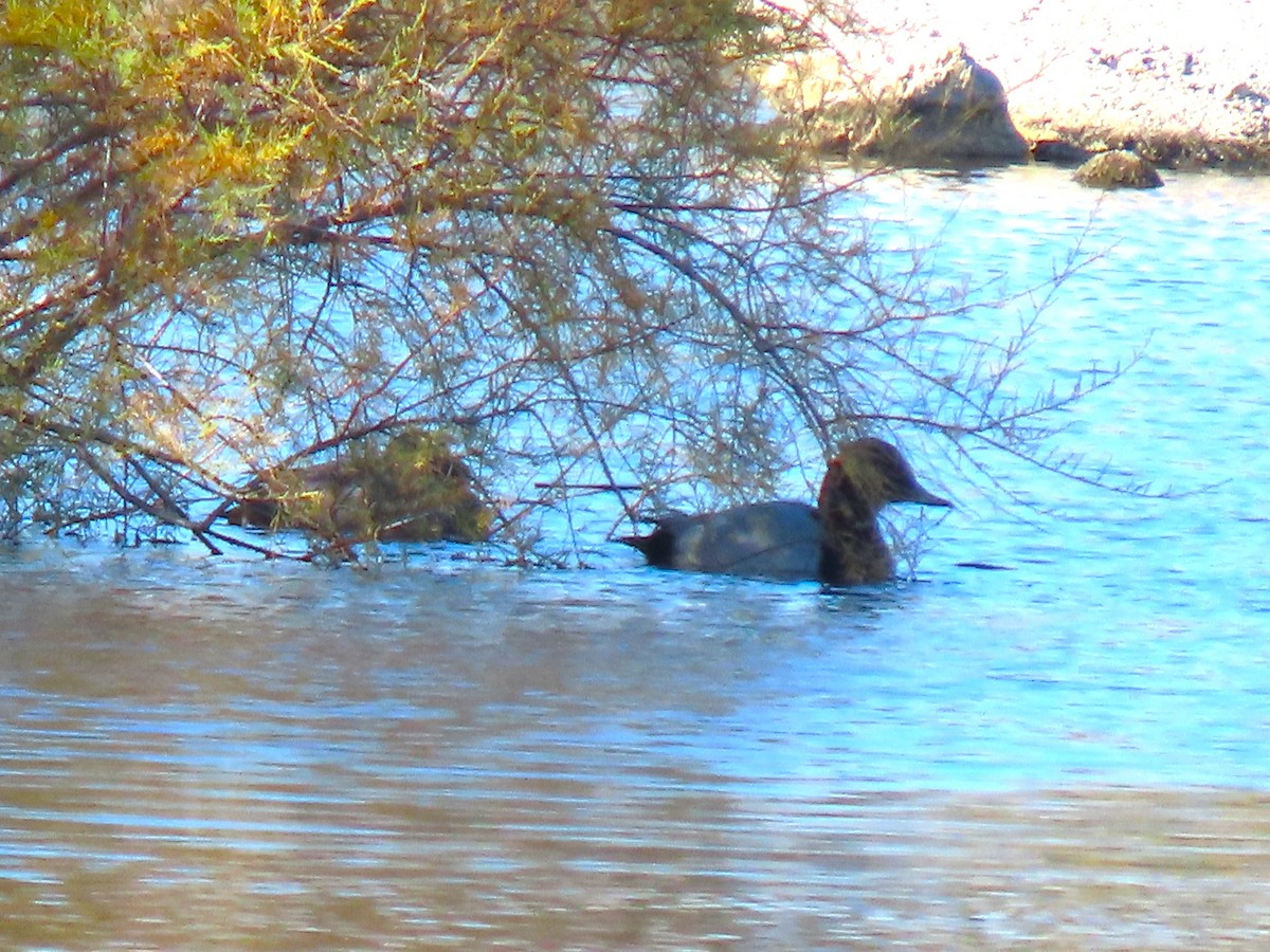 Common Pochard - ML646103948