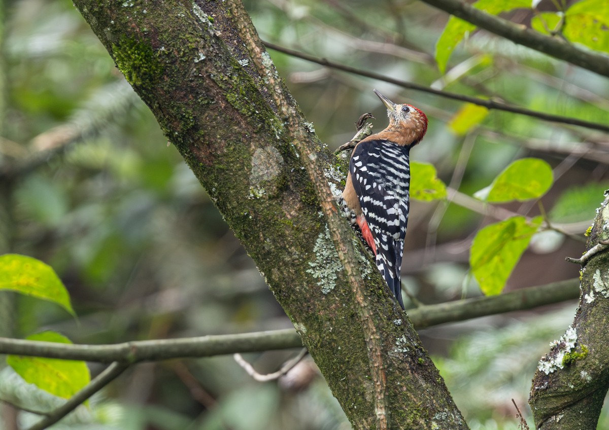 Rufous-bellied Woodpecker - ML646103950