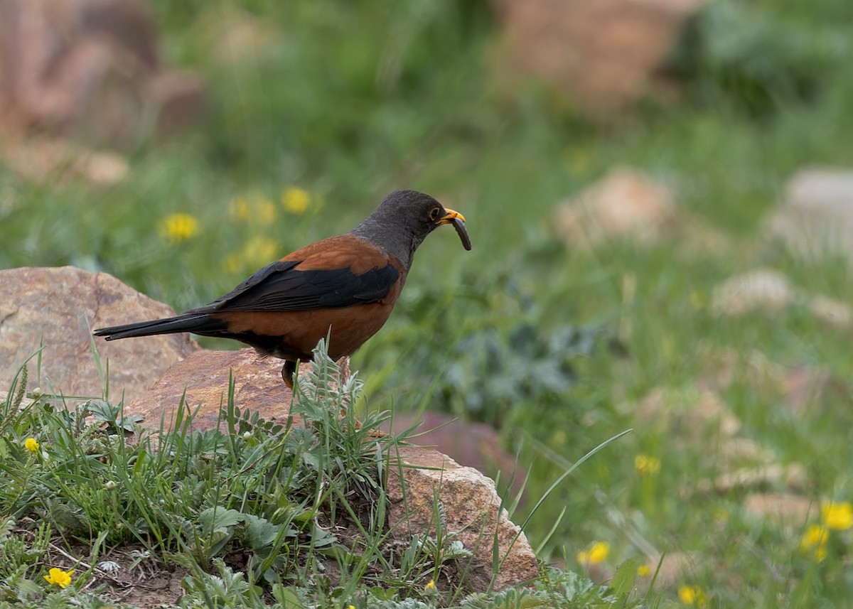 Chestnut Thrush (Gray-headed) - ML646103953