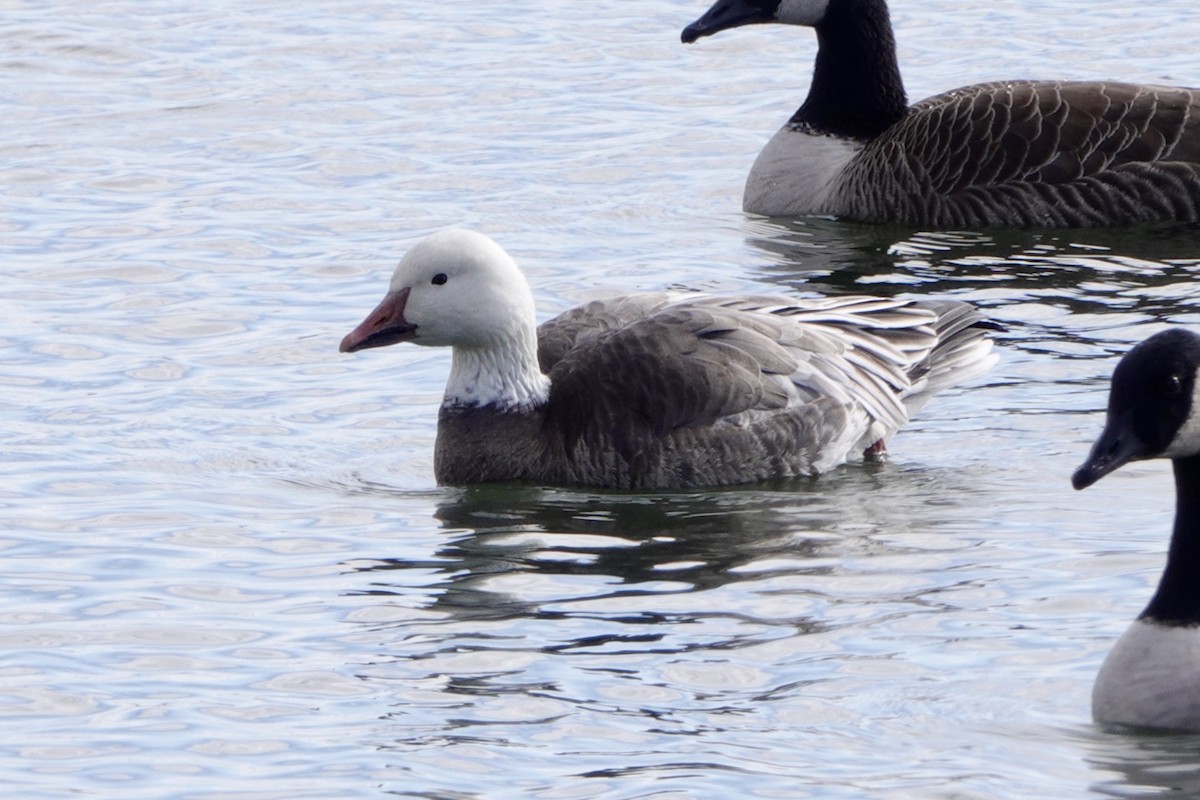 Snow Goose - ML646103954