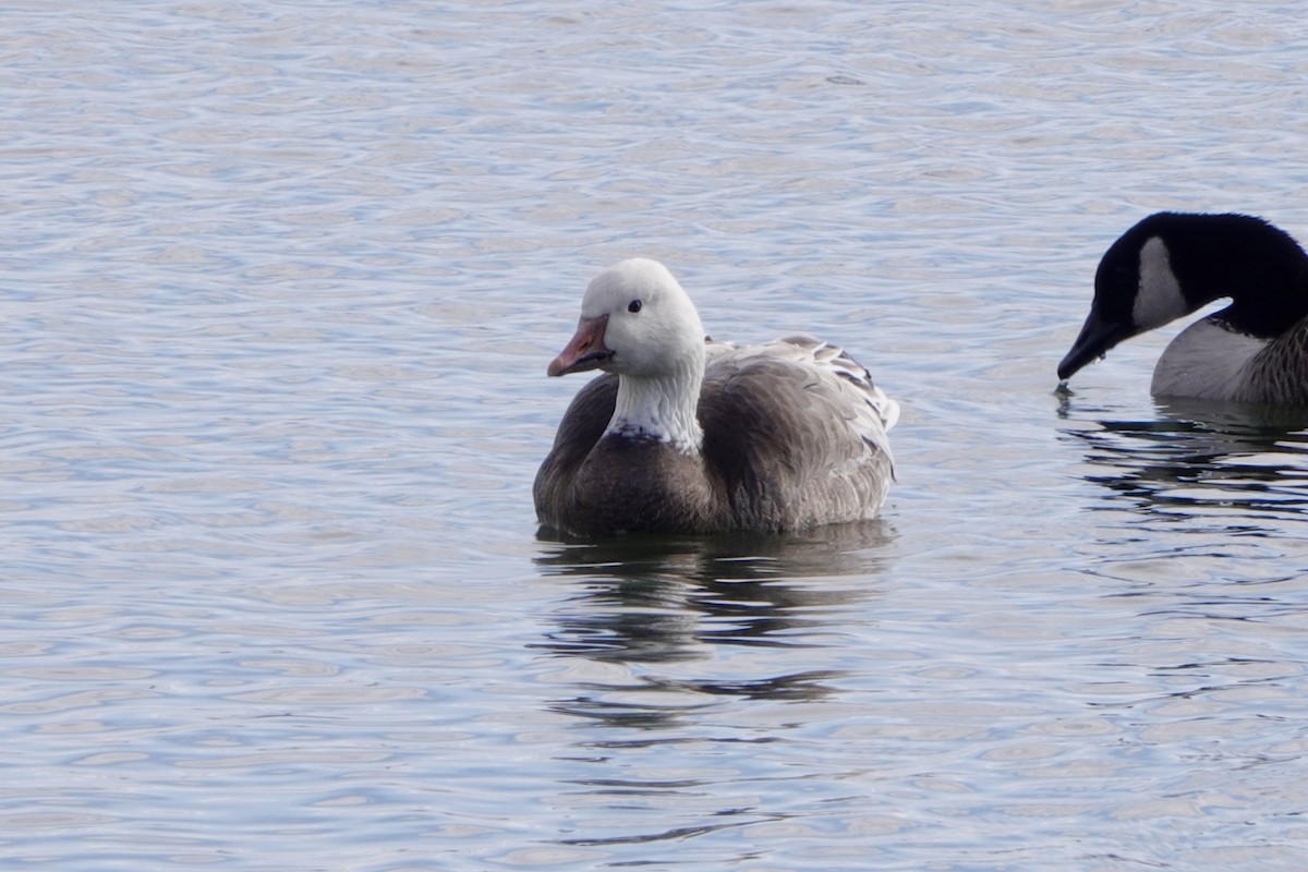 Snow Goose - ML646103955