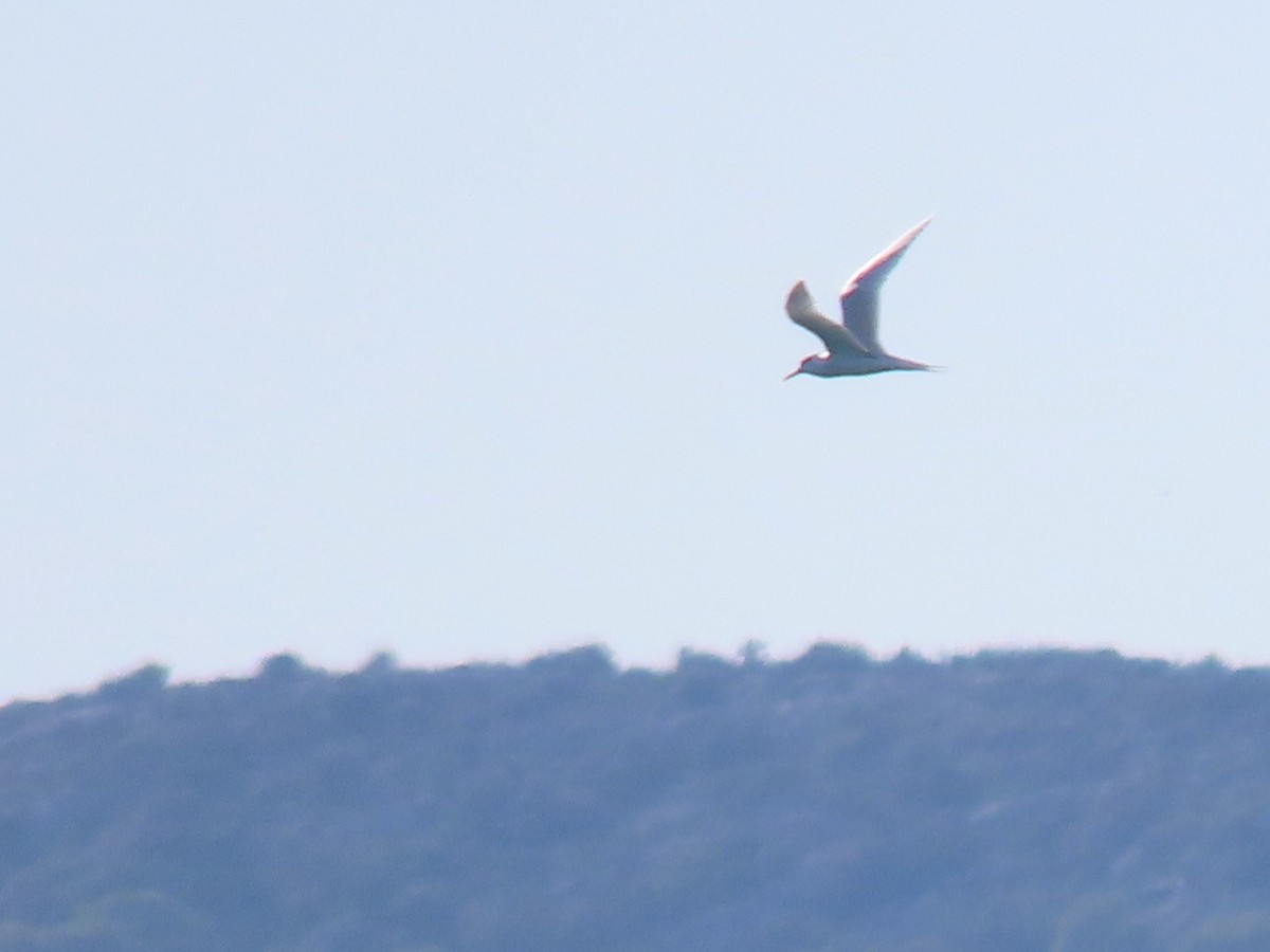 Sandwich Tern - ML646103957