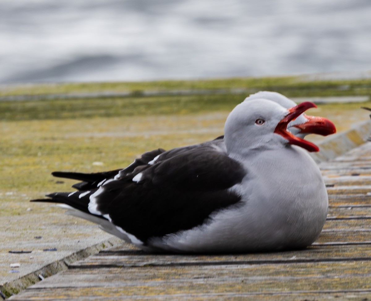 Dolphin Gull - ML646103959