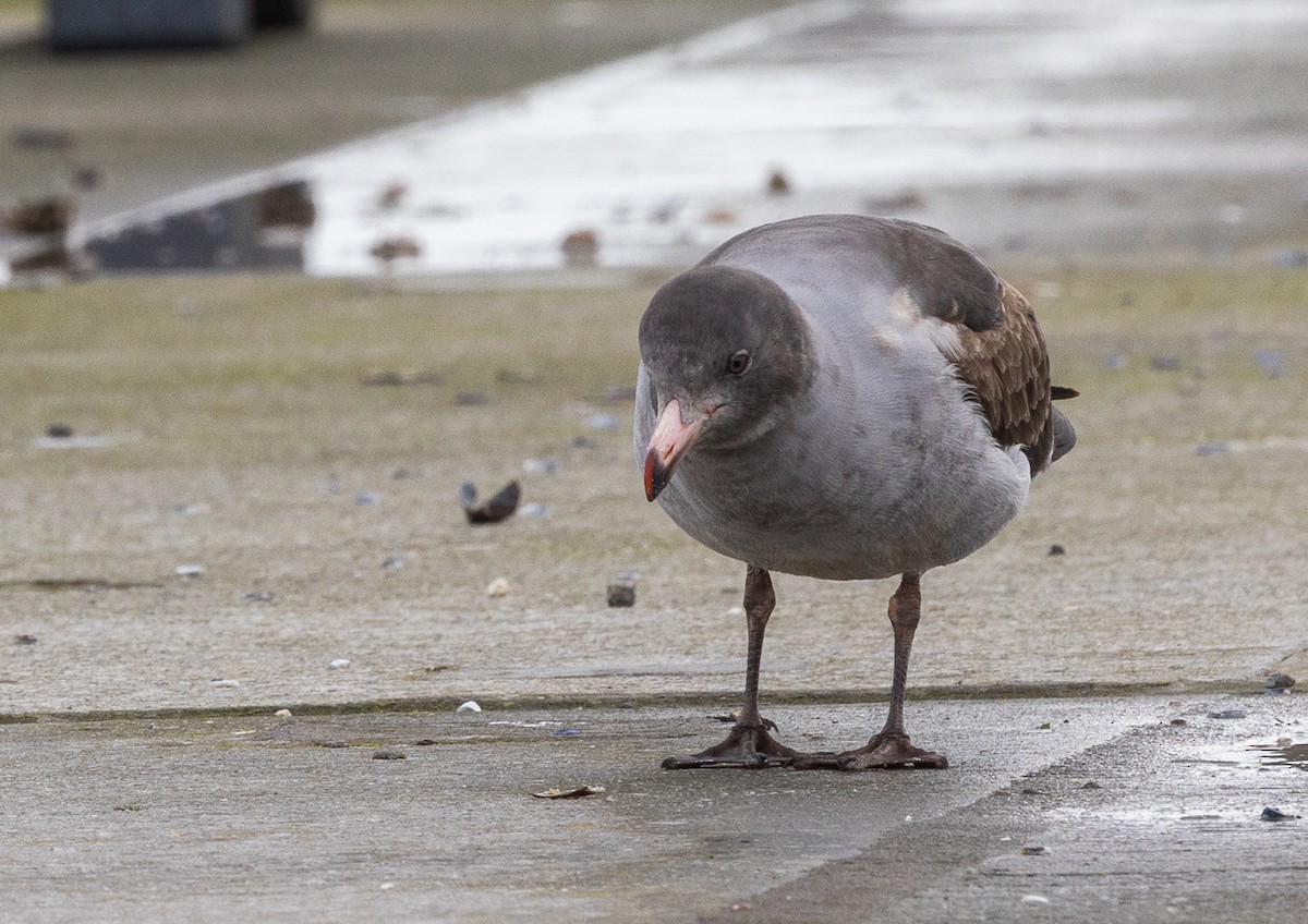 Dolphin Gull - ML646103960