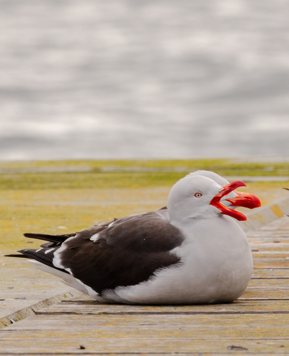 Dolphin Gull - ML646103961