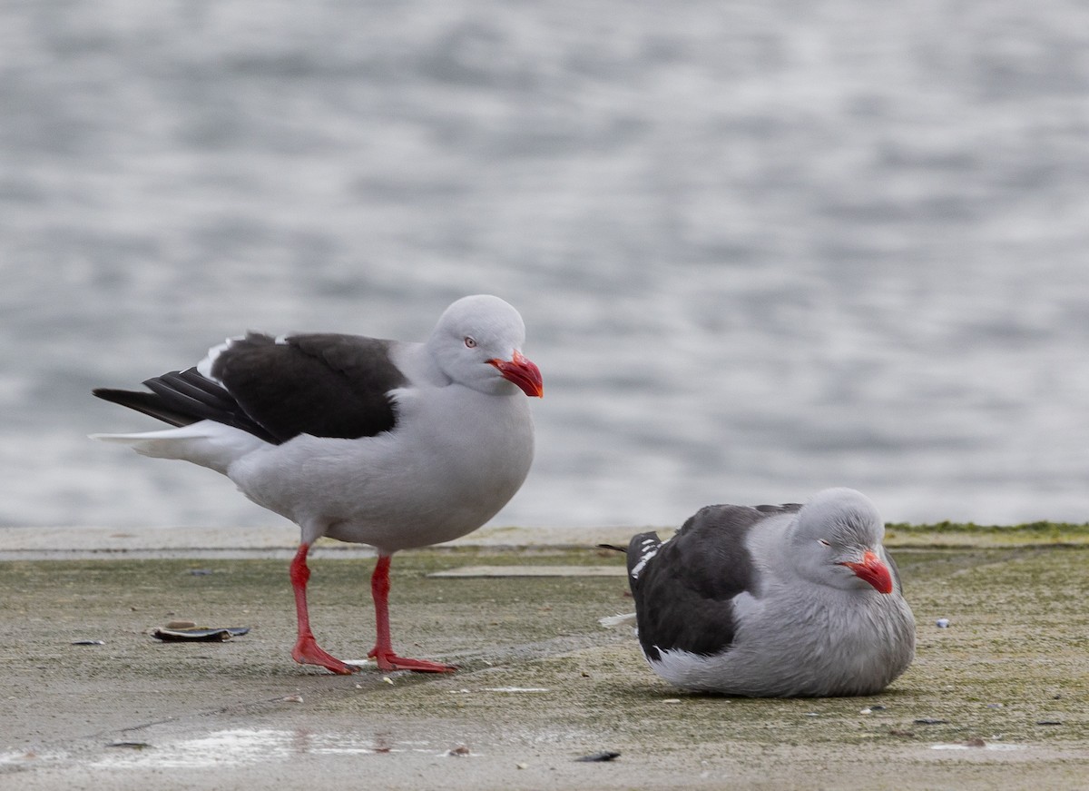 Dolphin Gull - ML646103962