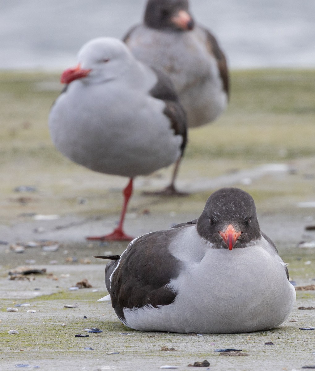 Dolphin Gull - ML646103963