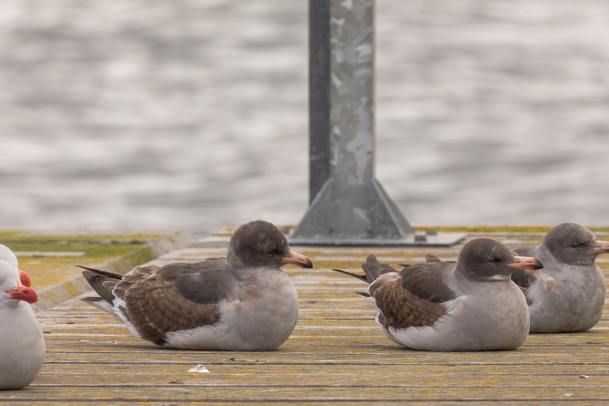 Dolphin Gull - ML646103964