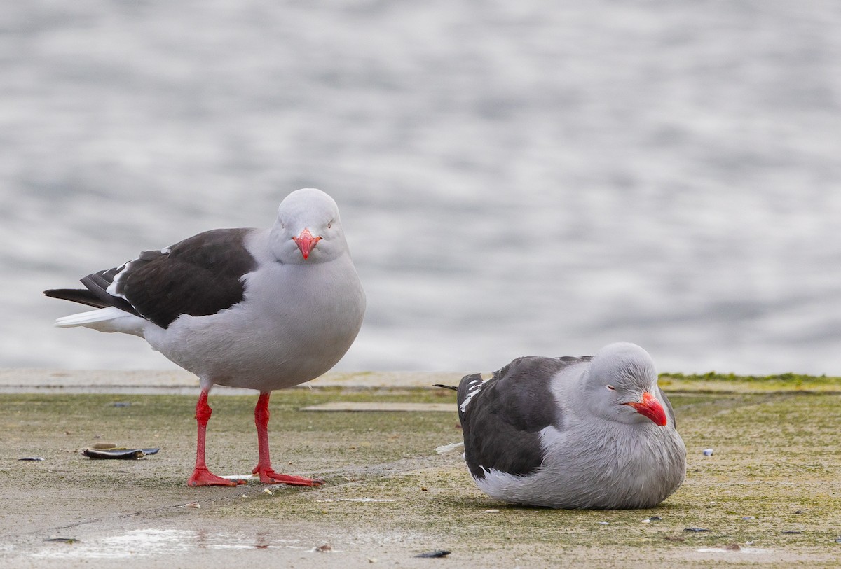 Dolphin Gull - ML646103965