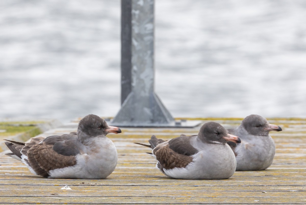 マゼランカモメ - ML646103966