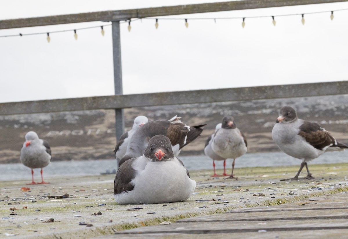 マゼランカモメ - ML646103967