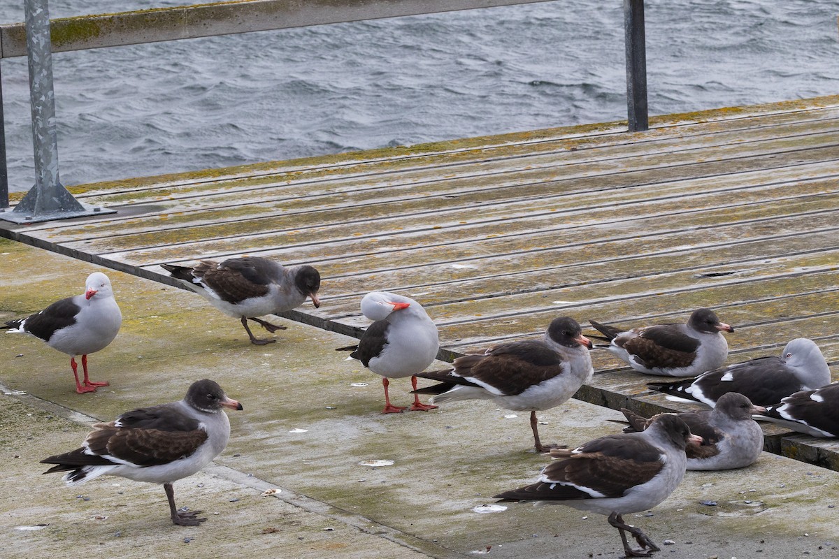 マゼランカモメ - ML646103968