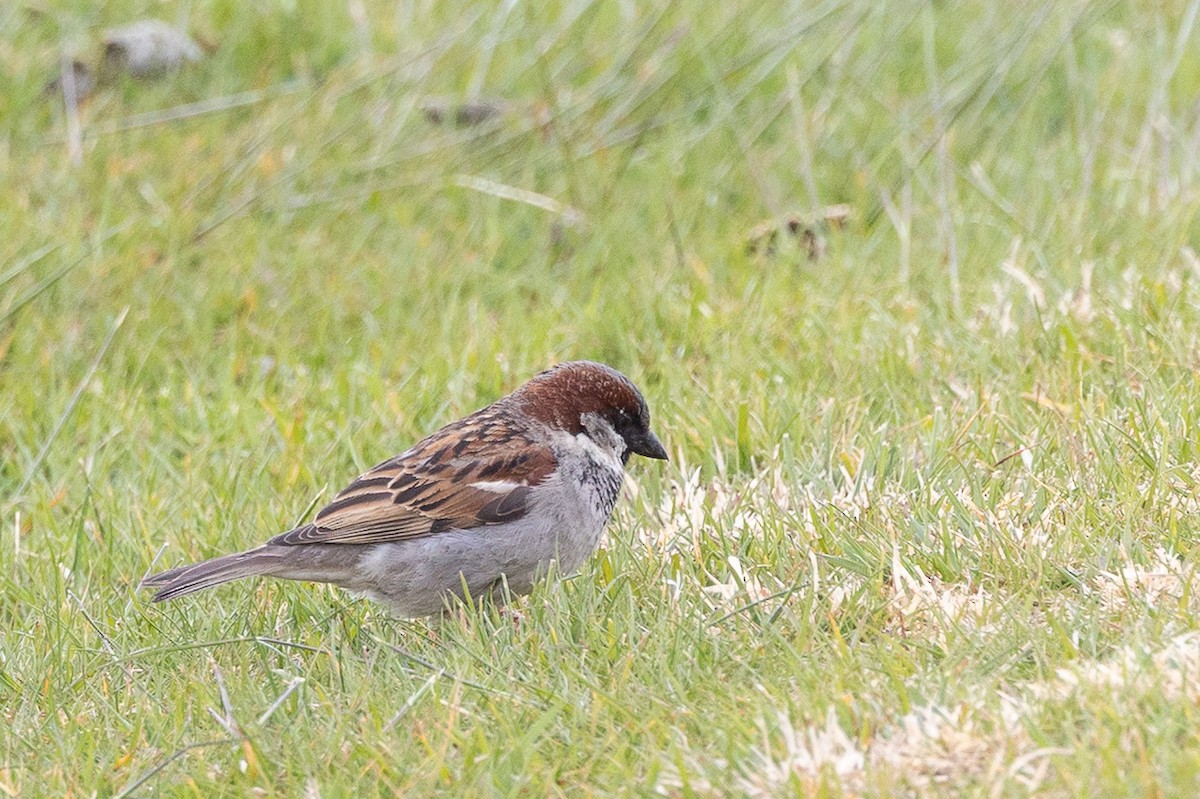 イエスズメ - ML646103969